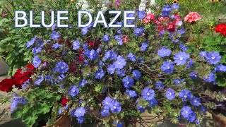 Blue Daze  Evolvulus  Dwarf Morning Glory Blue Daze Plant Care [upl. by Sela]