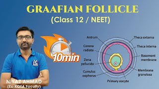 Structure of Graafian Follicle  Female Reproductive System  Human Reproduction  Class 12  NEET [upl. by Eelir]