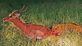 Impala Tries to Escape Lioness While She Eats It [upl. by Ailene]