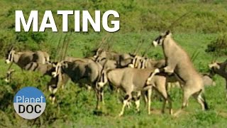 Mating Shaba Animals  Nature  Planet Doc Full Documentaries [upl. by Bernice]