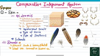 Comparative anatomy of integument system of vertebrates  comparative anatomy PSC AP RAS  BSC [upl. by Vardon]