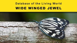 Wide Winged Jewel  Database of the Living World  DBLW [upl. by Nnairahs]