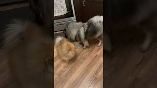 Pomeranian fighting a Keeshond Pom wins Lol 😆 Fluffy babies ❤️ [upl. by Aihcropal544]