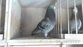 Pigeon Cooing  041577777 [upl. by Armat]