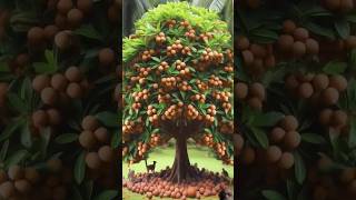 How to grow Sepodilla Tree  plants planting grow grafting nature shorts [upl. by Kihtrak]