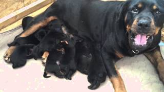 Rottweiler Puppies with Mom 1 week old [upl. by Godred]