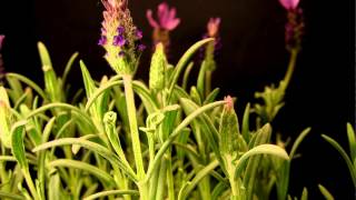 Is my lavender plant dead [upl. by Tiff]