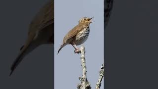 Song Thrush Singing  Natures Best Songbirds birdsounds [upl. by Vergos575]