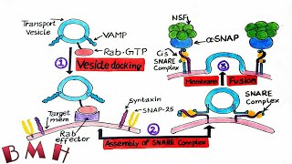 Vesicle Fusion And Vesicle Docking  SNARE Proteins  Vesicle Formation And Fusion Part 3 [upl. by Naitirb]