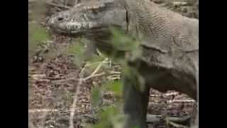 DRAGÃO DE KOMODO CAÇANDO PORCO SELVAGEM INDONÉSIA [upl. by Nawor]