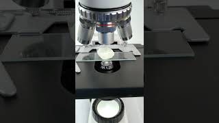 After Hercules is magnified 400 times do you still like itmicroscope science shortsvideo [upl. by Sapowith]