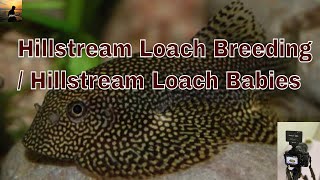 Hllstream Loaches Breeding  Hillstream Loaches babies [upl. by Amalea]