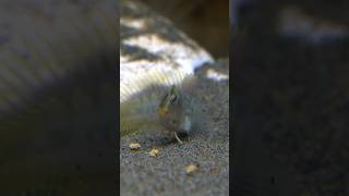 Curious Blenny Fish [upl. by Ggerk]