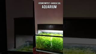 shortsvermicompostgarden soil planted aquarium in telugu [upl. by Pufahl]