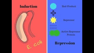 Induction and Repression  How to Study Microbiology [upl. by Montford679]