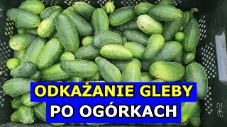 Odkażanie Gleby po Ogórkach Kluczowe czy Mało Znaczące Mączniak rzekomy Uprawa Ogórków gruntowych [upl. by Dominy668]