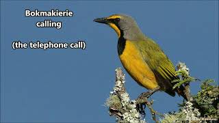 Bokmakieries ringing quottelephonequot call [upl. by Ateuqal]