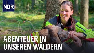 Norddeutschlands Wälder Sind im Wald  die nordstory  NDR Doku [upl. by Idalla]