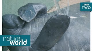 Manatee pimple popping  Natural World 2017 Episode 2 Preview  BBC Two [upl. by Adnoved883]