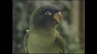 quotPauliequot VHS release commercial 1998 [upl. by Atoiganap]