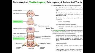 Other Motor Tracts Part 1  Reticulospinal amp Vestibuospinal Tracts [upl. by Netsrejk]