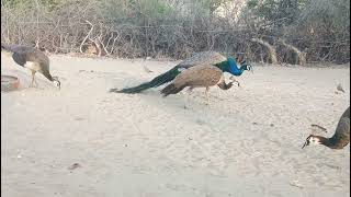 Peacock and Peahen meets peacock [upl. by Charla]