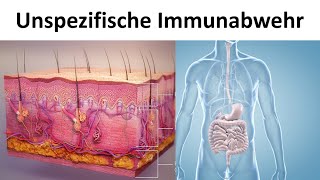 Unspezifische  angeborene Immunabwehr Biologie Oberstufe [upl. by Singer485]