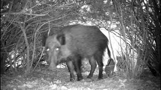 Jabalina con sus rayones Sus scrofa rastrean y exploran en el interior del brezal 211214 [upl. by Bergess375]