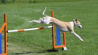 How to Manage Your Whippets Prey Instinct [upl. by Stu]