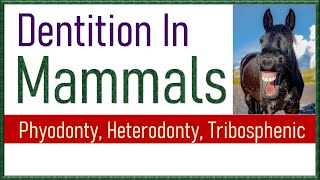 Dentition in Mammals  Types of Teeth in Mammals [upl. by Stauffer]