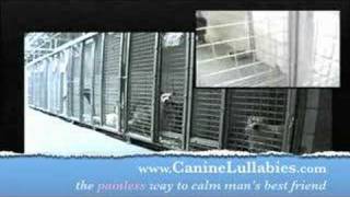 Canine Lullabies50 Dogs Stop Barking in Less Than 2 Minutes [upl. by Yenitirb627]