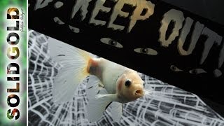 HALLOWEEN GOLDFISH TANK  in the Making [upl. by Siramay]