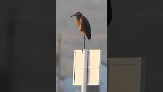 Reddish Egret birds [upl. by Washko]