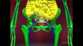 Human embryonic development mov [upl. by Assilam]