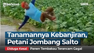 DIDUGA KESAL TANAMANNYA TERGENANG BANJIR Petani di Jombang Salto Berkalikali [upl. by Aikrehs215]