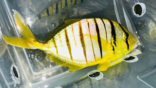 “SCHOOLING JUMBO” Golden Pilotfish Trio [upl. by Darwen108]