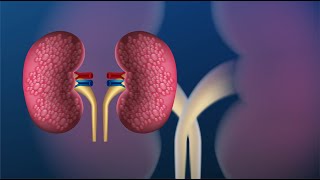 Correlation Analysis of Serum Magnesium Levels with Renal Parameters in AKI Patients [upl. by Chadabe]