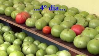 madurando tomates a la fuerza [upl. by Muhcon]