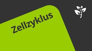 Gut erklärt Die Phasen des Zellzyklus  Biologie  Genetik [upl. by Barboza]