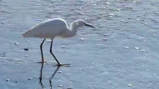 Garza Chica Egretta thula Cartagena Chile [upl. by Llemij433]