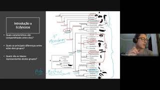 Introdução a Ecdysozoa [upl. by Sheba323]