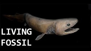 Frilled Shark  Living Fossil [upl. by Ninnahc]