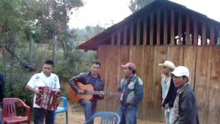 colgado de un arbol pleito norteño en la sierra [upl. by Elletnuahs]