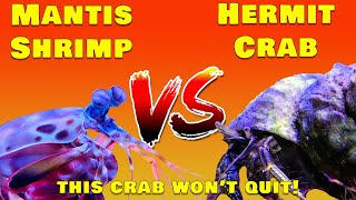 The shocking battle Mantis Shrimp vs Giant Hermit Crab [upl. by Onailil]