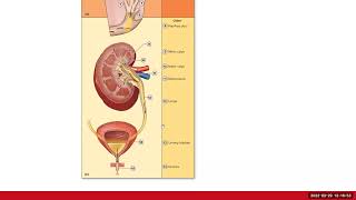 Urinary System Ch24 Review [upl. by Ahsinor997]