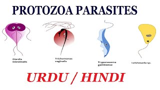 Definition and Examples of Protozoa Types of Parasite Urdu  Hindi [upl. by Skardol]