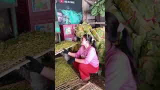 Produsen Daun Talas Beneng Banten [upl. by Levon]