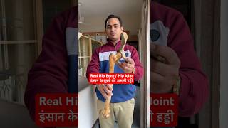 Human Real Hip Bone  Hip Joint इंसान के कूल्हे की असली हड्डी कैसी होती है viral trending shorts [upl. by Rodmun]