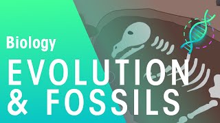 Fossils amp Evidence For Evolution  Evolution  Biology  FuseSchool [upl. by Ocihc]