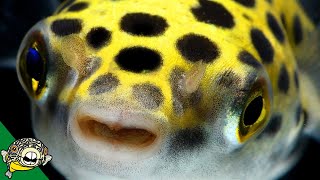 Puffer Fish Lets talk about Puffers Pufferfish  Live Stream [upl. by Smeaj]